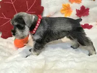 Jinx, a female Miniature Schnauzer for sale in West, TX – 2 of 10