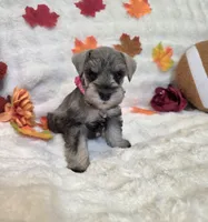 Boo, a female Miniature Schnauzer for sale in West, TX – 4 of 9
