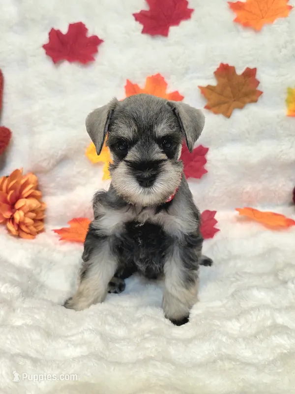 Jinx – Miniature Schnauzer puppy for sale in West, TX