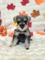 Jinx, a female Miniature Schnauzer for sale in West, TX – 1 of 10