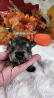 Jinx, a female Miniature Schnauzer for sale in West, TX – 2 of 4