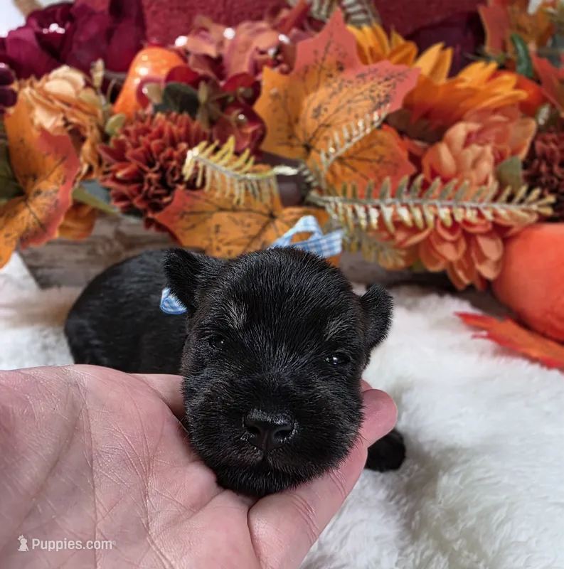 Draco – Miniature Schnauzer puppy for sale in West, TX