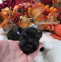 Draco, a male Miniature Schnauzer for sale in West, TX – 1 of 4
