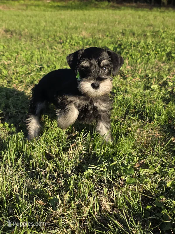 Phantom – Miniature Schnauzer puppy for sale in West, TX