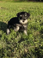 Phantom, a male Miniature Schnauzer for sale in West, TX – 1 of 8