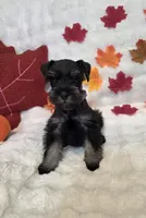 Raven, a female Miniature Schnauzer for sale in West, TX – 3 of 10