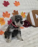 Jinx, a female Miniature Schnauzer for sale in West, TX – 5 of 10