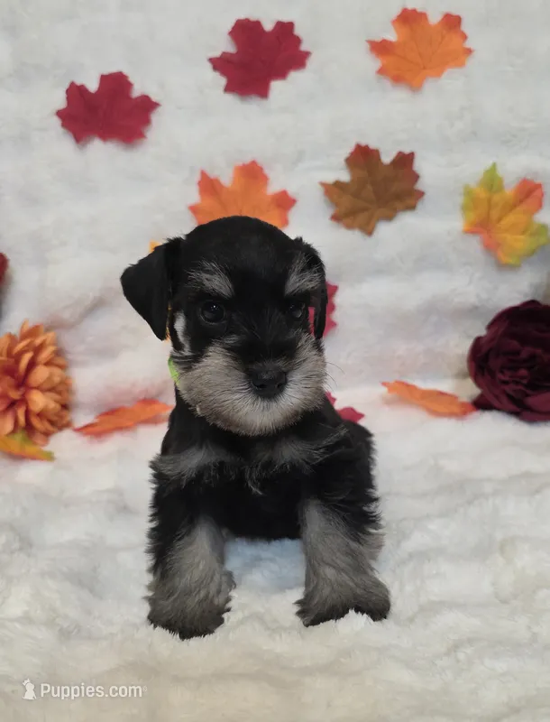 Phantom – Miniature Schnauzer puppy for sale in West, TX