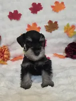Phantom, a male Miniature Schnauzer for sale in West, TX – 2 of 8