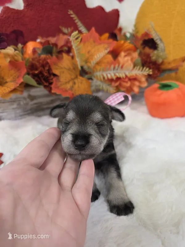 Boo – Miniature Schnauzer puppy for sale in West, TX