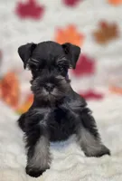 Raven, a female Miniature Schnauzer for sale in West, TX – 6 of 10