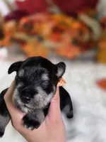 Hex, a male Miniature Schnauzer for sale in West, TX – 3 of 3