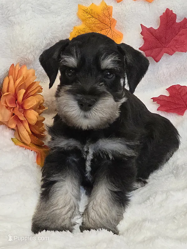 Hex – Miniature Schnauzer puppy for sale in West, TX