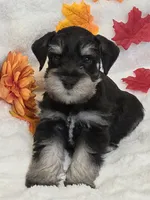 Hex, a male Miniature Schnauzer for sale in West, TX – 1 of 9
