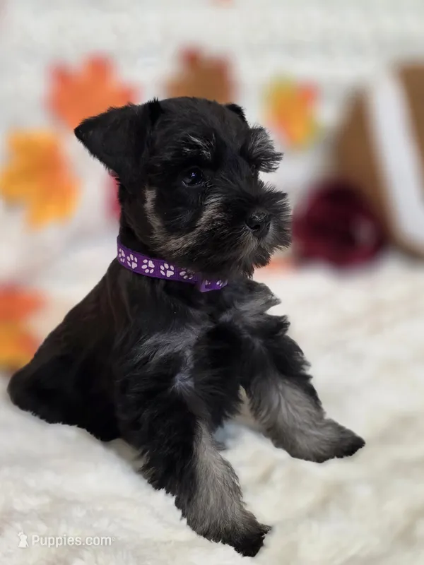 Raven – Miniature Schnauzer puppy for sale in West, TX