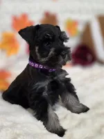 Raven, a female Miniature Schnauzer for sale in West, TX – 4 of 10