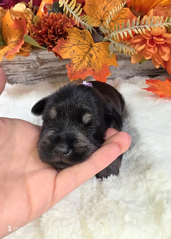 Raven – Miniature Schnauzer puppy for sale in West, TX