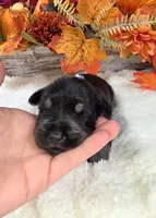 Raven, a female Miniature Schnauzer for sale in West, TX – 1 of 4