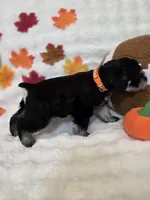 Hex, a male Miniature Schnauzer for sale in West, TX – 5 of 9