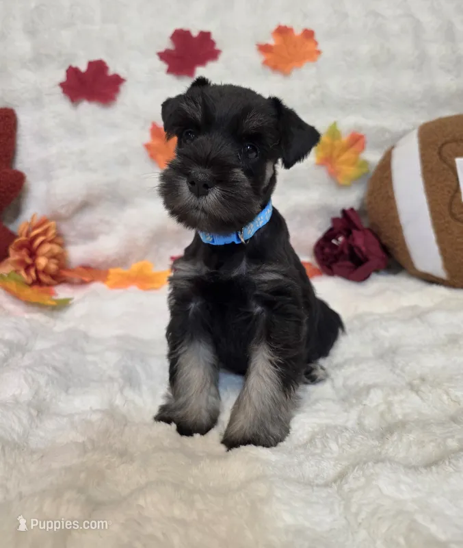 Draco – Miniature Schnauzer puppy for sale in West, TX