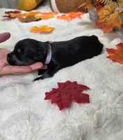 Raven, a female Miniature Schnauzer for sale in West, TX – 3 of 4