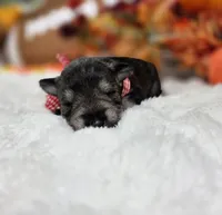 Jinx, a female Miniature Schnauzer for sale in West, TX – 3 of 4