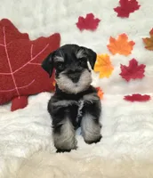 Hex, a male Miniature Schnauzer for sale in West, TX – 3 of 9