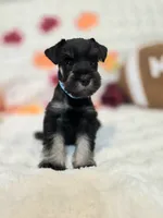 Draco, a male Miniature Schnauzer for sale in West, TX – 5 of 10