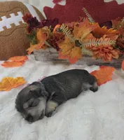 Boo, a female Miniature Schnauzer for sale in West, TX – 3 of 4