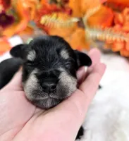 Phantom, a male Miniature Schnauzer for sale in West, TX – 3 of 3