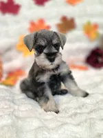 Jinx, a female Miniature Schnauzer for sale in West, TX – 6 of 10