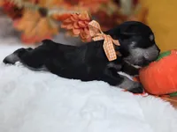 Hex, a male Miniature Schnauzer for sale in West, TX – 1 of 3