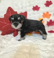 Hex, a male Miniature Schnauzer for sale in West, TX – 2 of 9