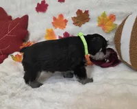 Phantom, a male Miniature Schnauzer for sale in West, TX – 4 of 8