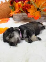 Boo, a female Miniature Schnauzer for sale in West, TX – 2 of 4
