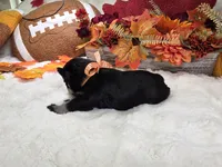 Hex, a male Miniature Schnauzer for sale in West, TX – 2 of 3