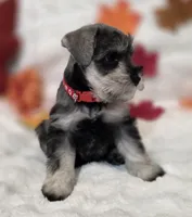 Jinx, a female Miniature Schnauzer for sale in West, TX – 4 of 10