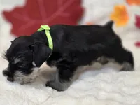 Phantom, a male Miniature Schnauzer for sale in West, TX – 3 of 8