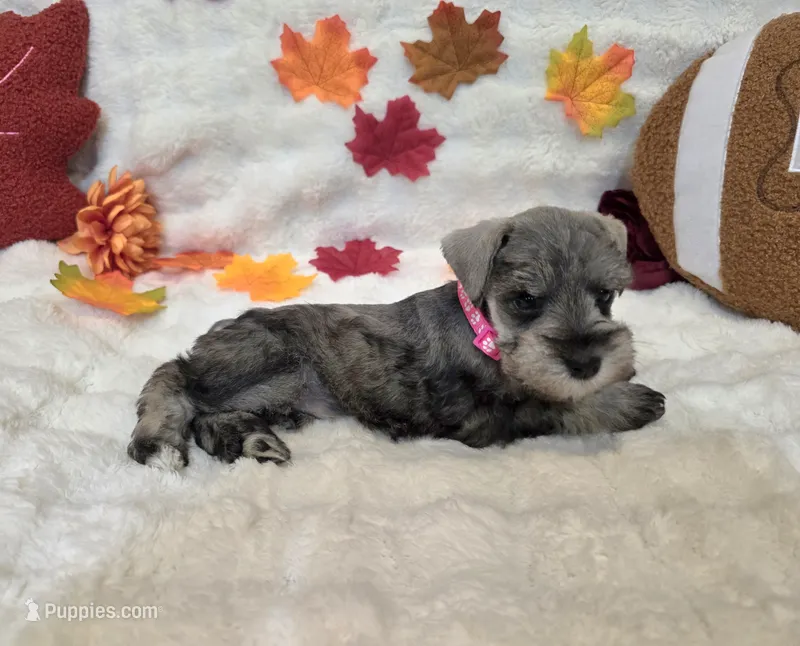 Boo – Miniature Schnauzer puppy for sale in West, TX