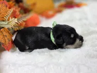 Phantom, a male Miniature Schnauzer for sale in West, TX – 1 of 3