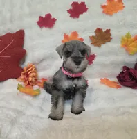 Boo, a female Miniature Schnauzer for sale in West, TX – 2 of 9