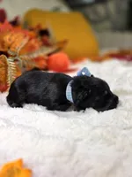 Draco, a male Miniature Schnauzer for sale in West, TX – 2 of 4
