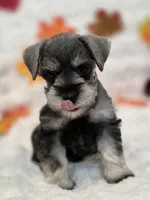 Jinx, a female Miniature Schnauzer for sale in West, TX – 3 of 10