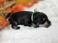 Phantom, a male Miniature Schnauzer for sale in West, TX – 2 of 3