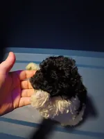 processed/75e195bc-7854-4c1d-92dc-ad3511091e00/listing/39a769fc-b6ca-4991-a905-45e128c2c224/e52ce1e6-b206-4bda-87b8-cb19d97f3df7