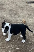 8ball, a male American Bully for sale in Lubbock, TX – Photo 2 of 3