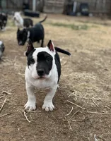 8ball, a male American Bully for sale in Lubbock, TX – Photo 1 of 3