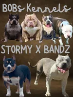 8ball, a male American Bully for sale in Lubbock, TX – Photo 3 of 3