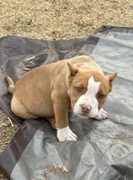 Ratatouille, a male American Bully for sale in Lubbock, TX – Photo 2 of 3