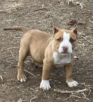 Ratatouille, a male American Bully for sale in Lubbock, TX – Photo 1 of 3